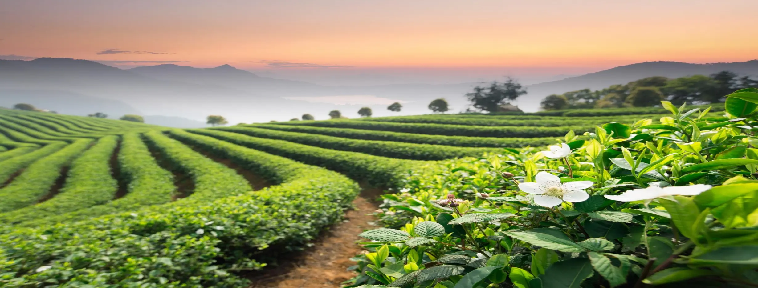 Image for Tea Plantation